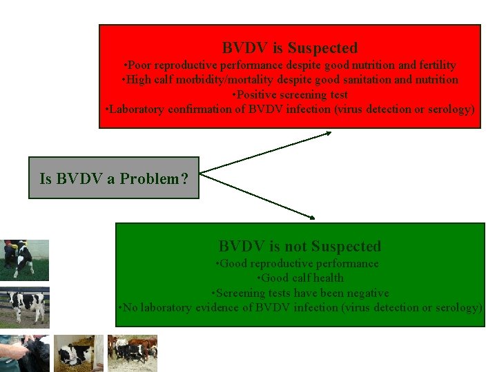 BVDV is Suspected • Poor reproductive performance despite good nutrition and fertility • High