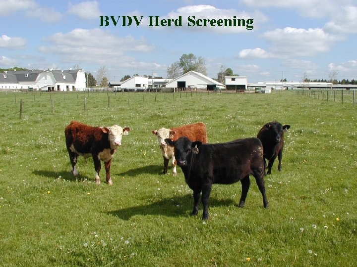 BVDV Herd Screening 