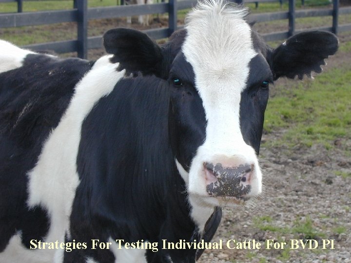 Strategies For Testing Individual Cattle For BVD PI 