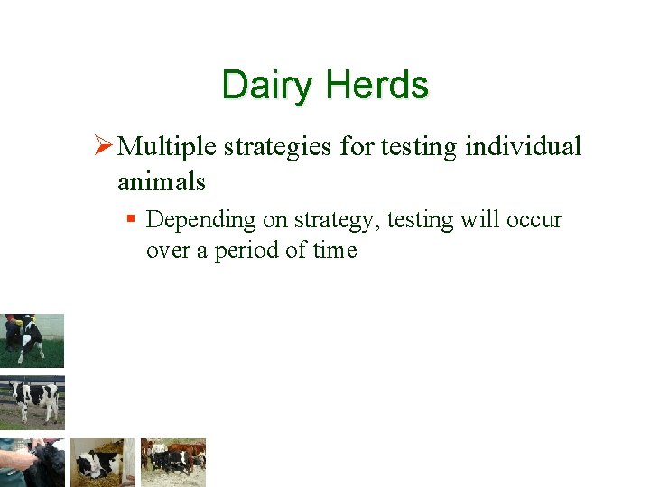 Dairy Herds Ø Multiple strategies for testing individual animals § Depending on strategy, testing