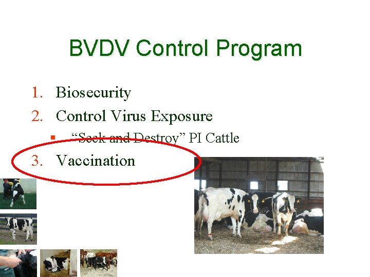 BVDV Control Program 1. Biosecurity 2. Control Virus Exposure § “Seek and Destroy” PI