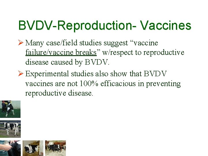 BVDV-Reproduction- Vaccines Ø Many case/field studies suggest “vaccine failure/vaccine breaks” w/respect to reproductive disease