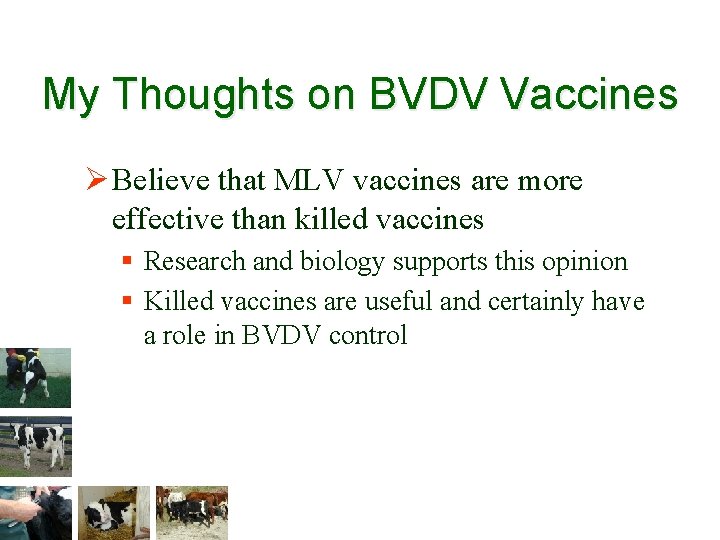 My Thoughts on BVDV Vaccines Ø Believe that MLV vaccines are more effective than