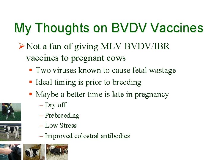 My Thoughts on BVDV Vaccines Ø Not a fan of giving MLV BVDV/IBR vaccines