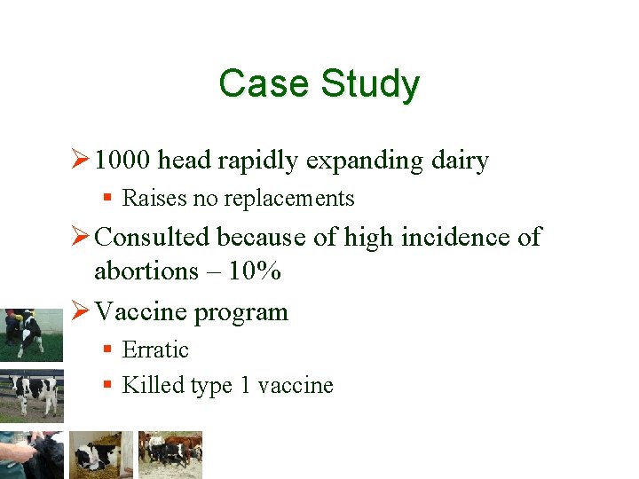 Case Study Ø 1000 head rapidly expanding dairy § Raises no replacements Ø Consulted