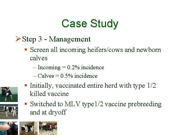 Case Study Ø Step 3 - Management § Screen all incoming heifers/cows and newborn