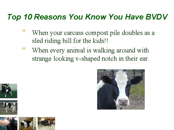 Top 10 Reasons You Know You Have BVDV ~ When your carcass compost pile