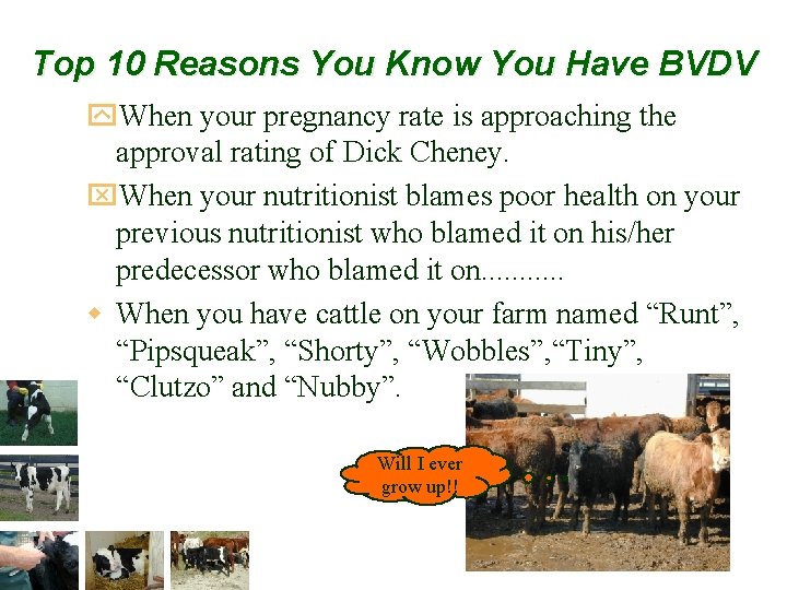 Top 10 Reasons You Know You Have BVDV y. When your pregnancy rate is