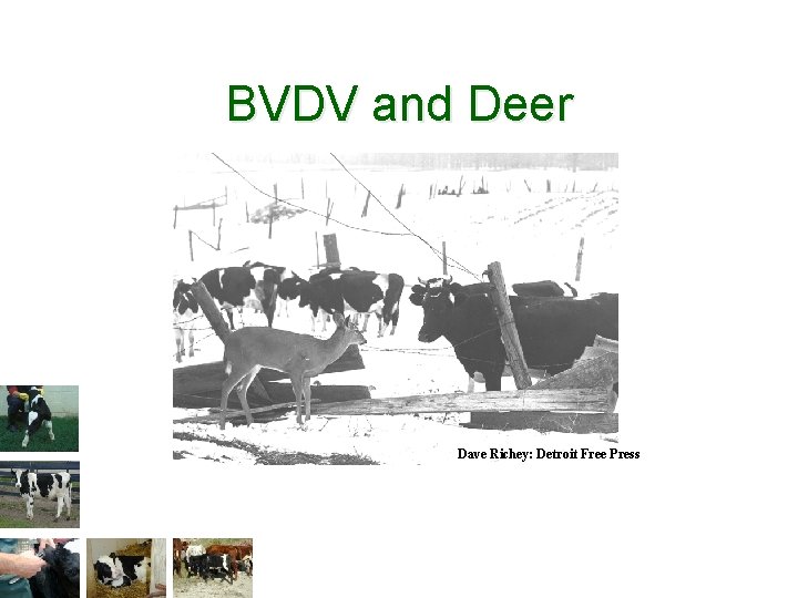 BVDV and Deer Dave Richey: Detroit Free Press 