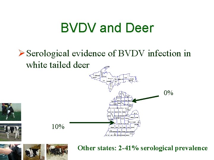 BVDV and Deer Ø Serological evidence of BVDV infection in white tailed deer 0%