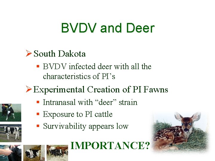 BVDV and Deer Ø South Dakota § BVDV infected deer with all the characteristics