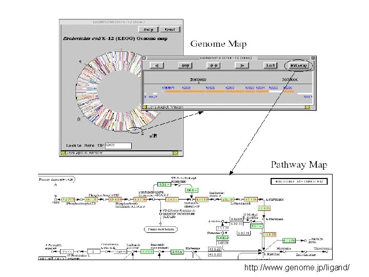 http: //www. genome. jp/ligand/ 