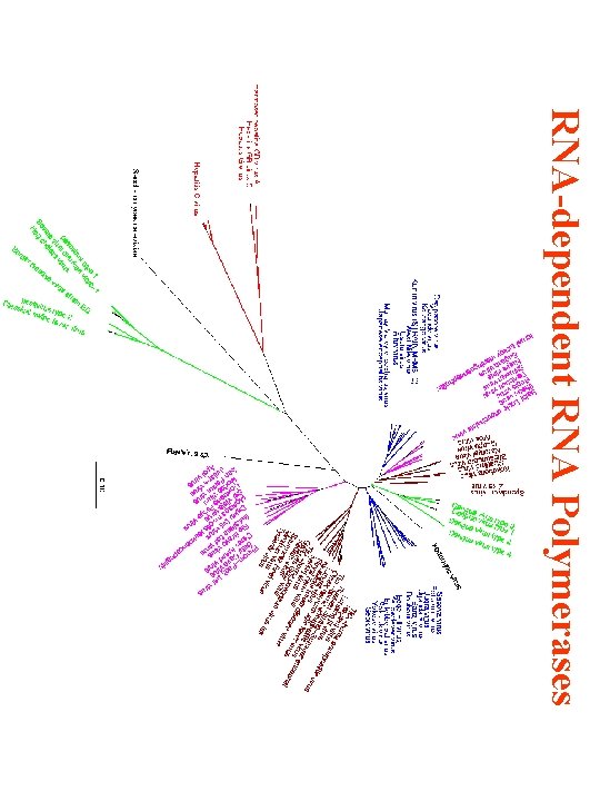 RNA-dependent RNA Polymerases 