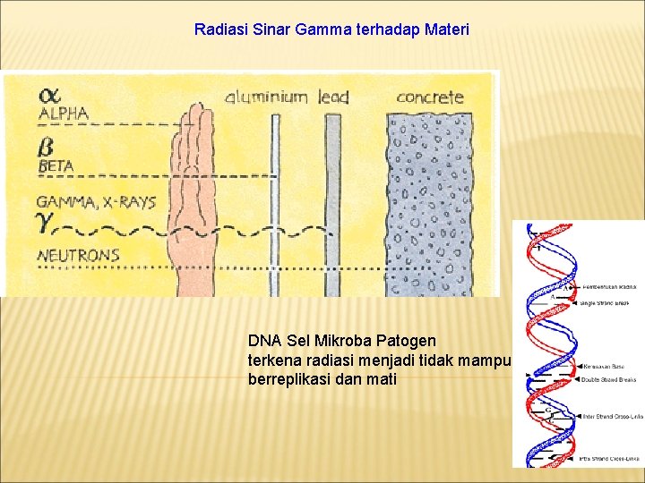 Radiasi Sinar Gamma terhadap Materi DNA Sel Mikroba Patogen terkena radiasi menjadi tidak mampu