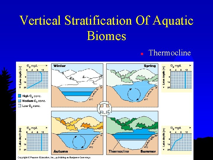 Vertical Stratification Of Aquatic Biomes l Thermocline 