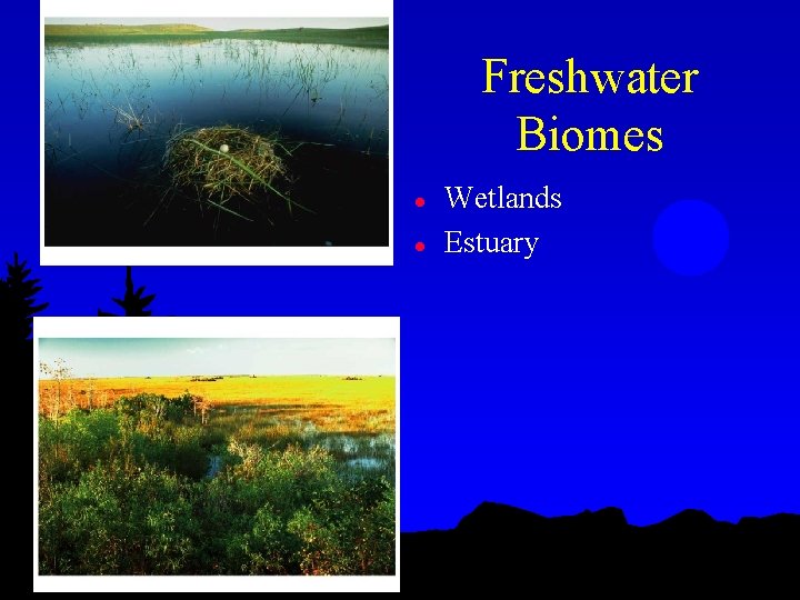 Freshwater Biomes l l Wetlands Estuary 