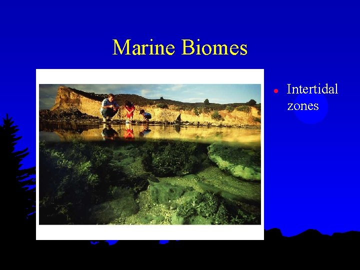 Marine Biomes l Intertidal zones 