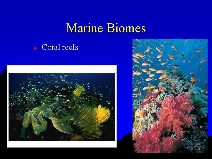 Marine Biomes l Coral reefs 