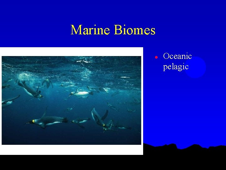 Marine Biomes l Oceanic pelagic 