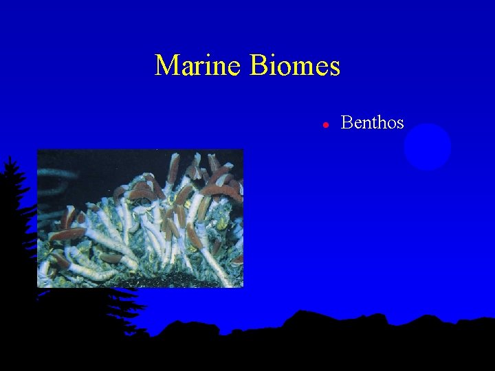 Marine Biomes l Benthos 