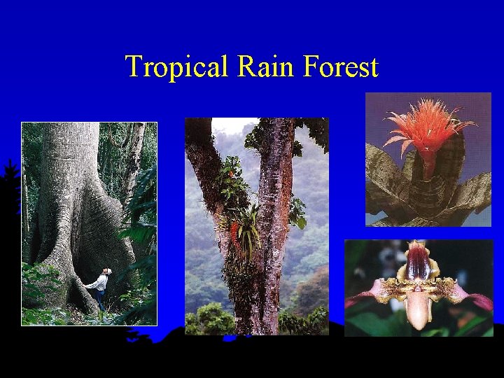 Tropical Rain Forest 