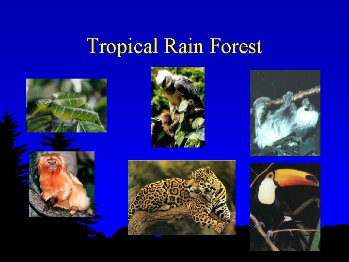 Tropical Rain Forest 