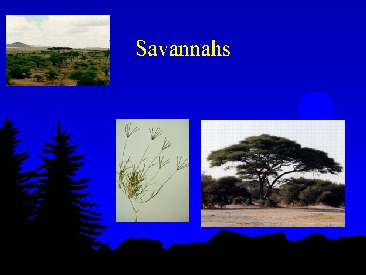Savannahs 