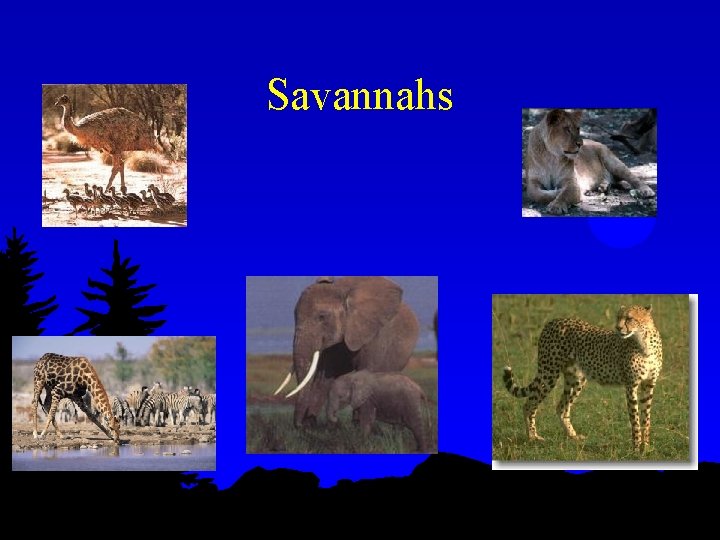 Savannahs 