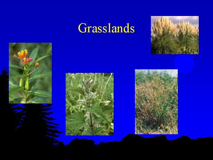 Grasslands 