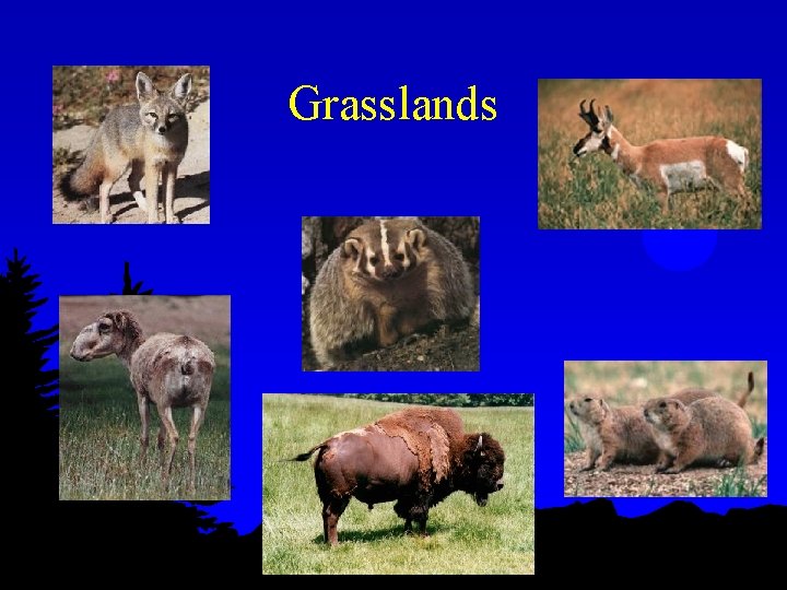 Grasslands 