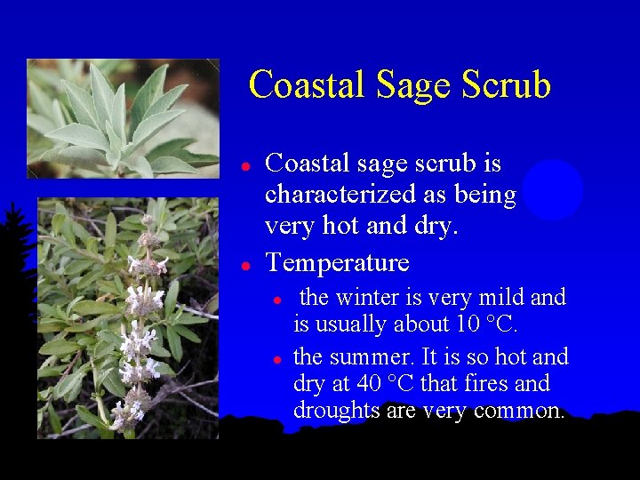Coastal Sage Scrub l l Coastal sage scrub is characterized as being very hot