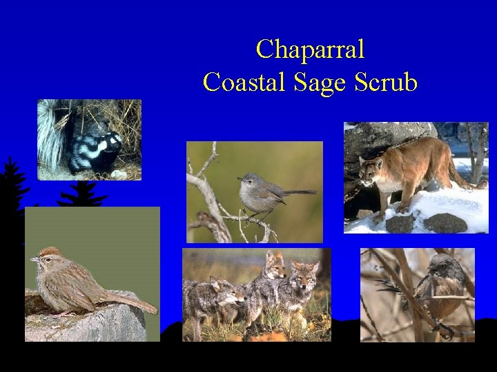 Chaparral Coastal Sage Scrub 