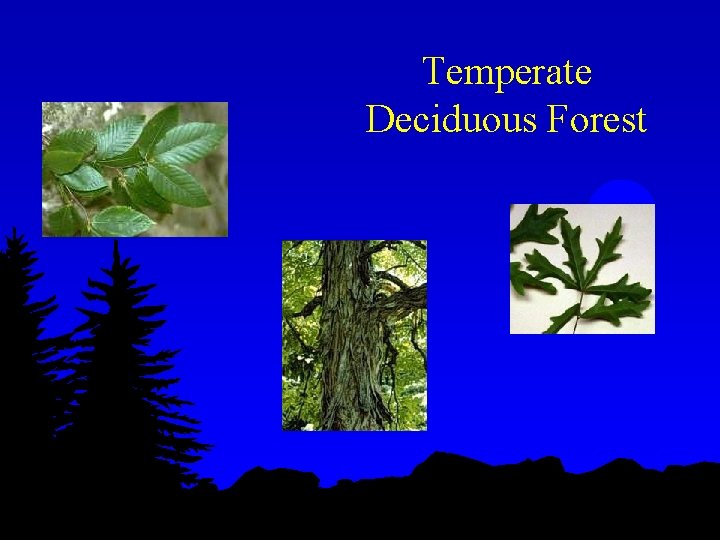 Temperate Deciduous Forest 