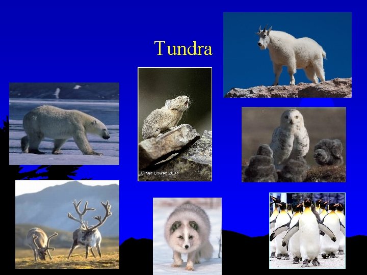 Tundra 