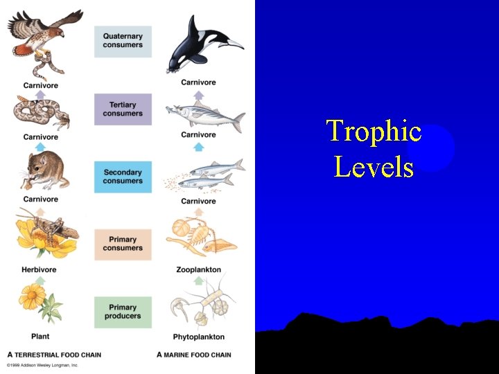Trophic Levels 