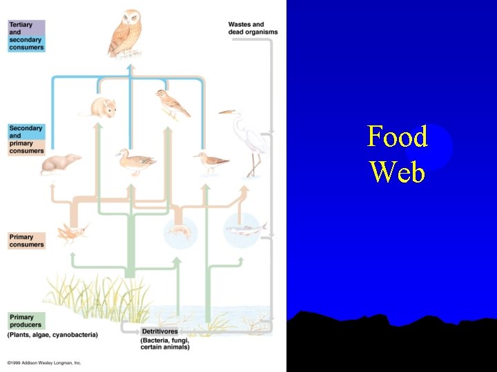 Food Web 