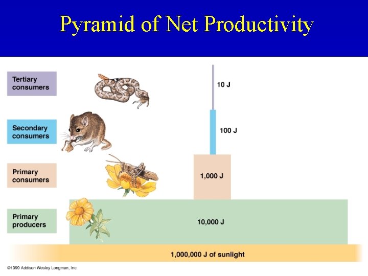 Pyramid of Net Productivity 