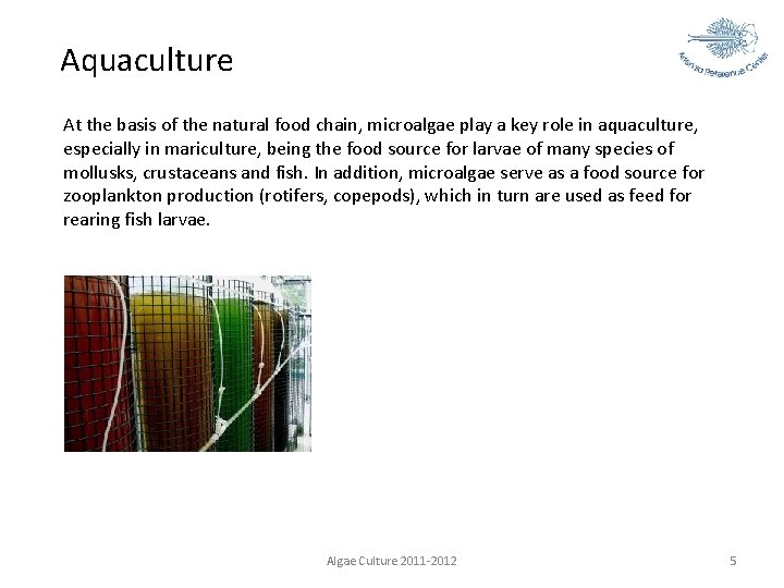 Aquaculture At the basis of the natural food chain, microalgae play a key role