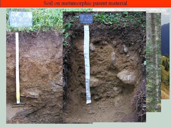 Soil on metamorphic parent material 