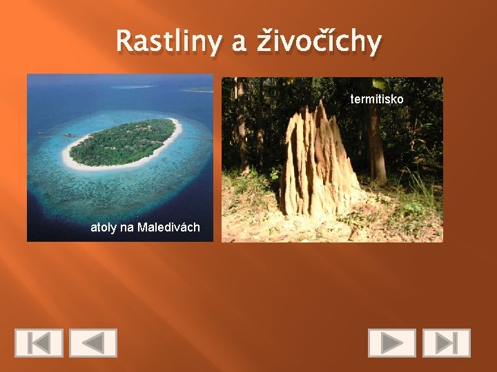 Rastliny a živočíchy termitisko atoly na Maledivách 