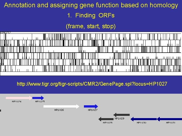 Annotation and assigning gene function based on homology 1. Finding ORFs (frame, start, stop)