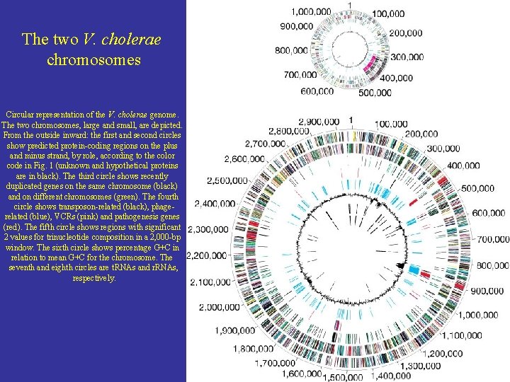 The two V. cholerae chromosomes Circular representation of the V. cholerae genome. The two