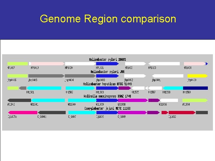 Genome Region comparison 