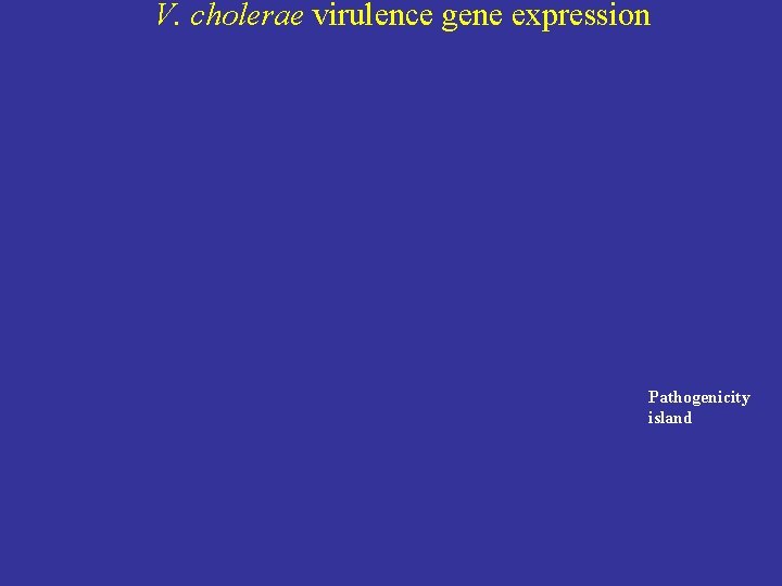 V. cholerae virulence gene expression Pathogenicity island 