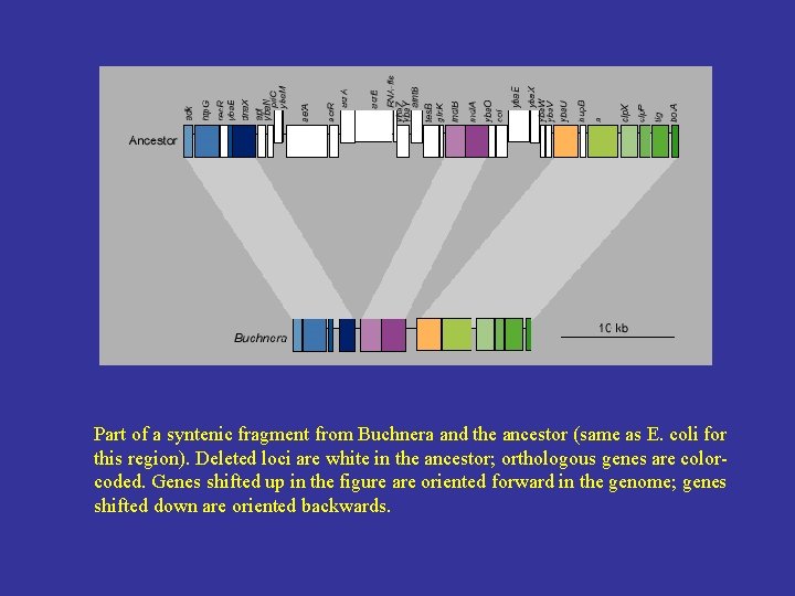 Part of a syntenic fragment from Buchnera and the ancestor (same as E. coli