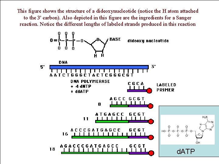 This figure shows the structure of a dideoxynucleotide (notice the H atom attached to