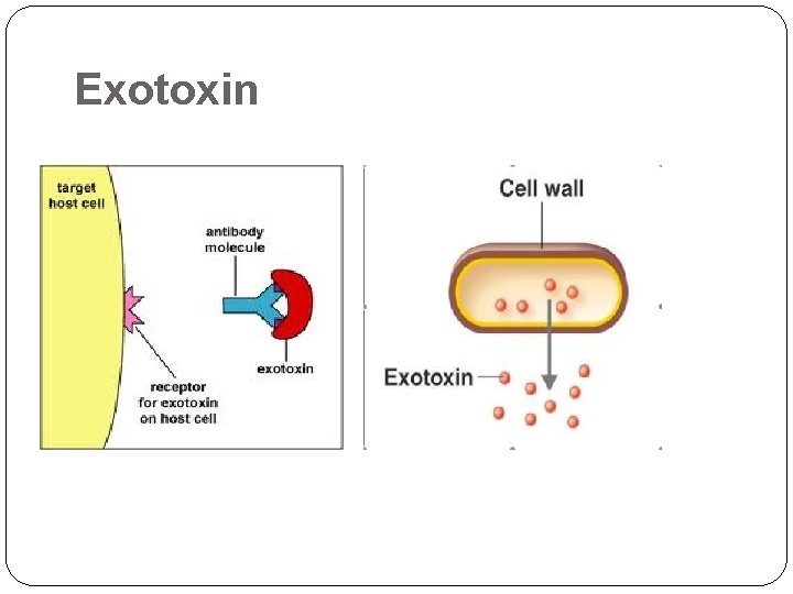 Exotoxin 