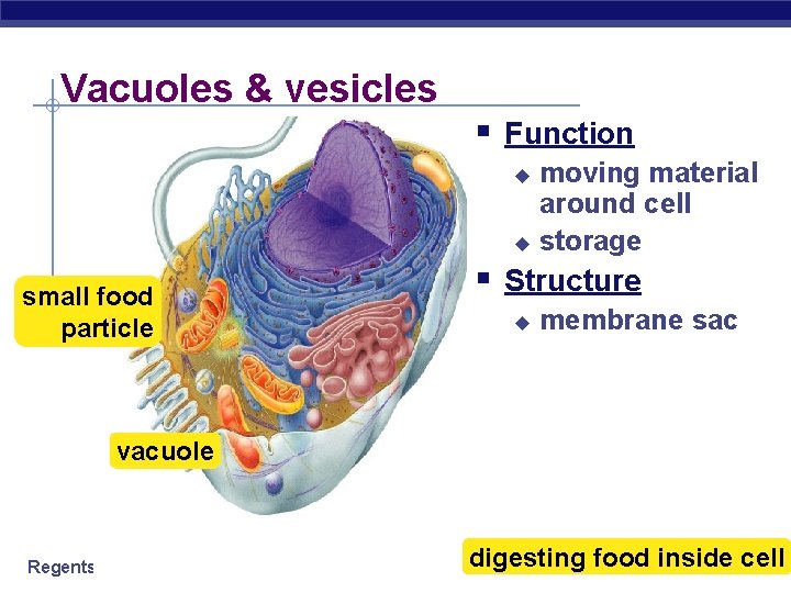 Vacuoles & vesicles § Function moving material around cell u storage u small food