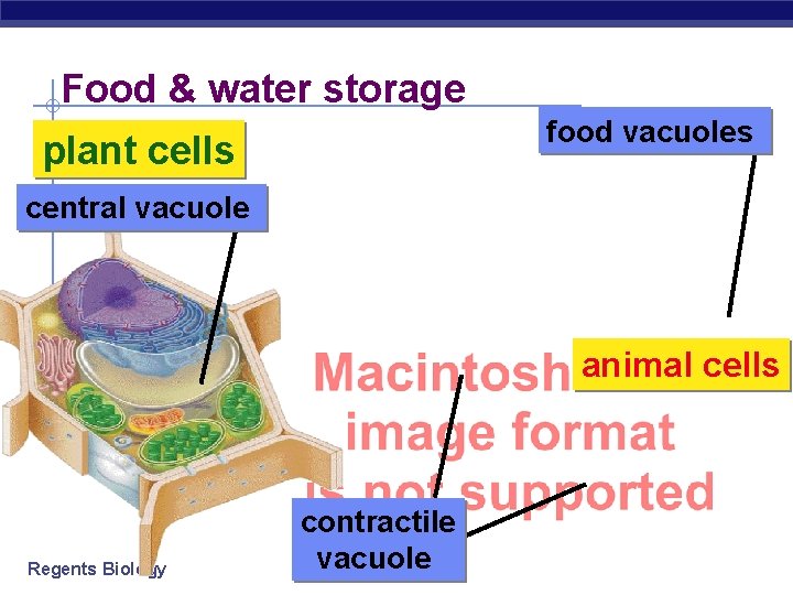 Food & water storage food vacuoles plant cells central vacuole animal cells Regents Biology