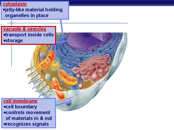 cytoplasm jelly-like material holding organelles in place vacuole & vesicles transport inside cells storage